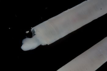 Media type: image;   Malacology 393903